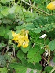 Hippocrepis emerus emerus