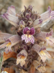 Aphyllon cooperi palmeri