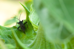 Acanthocephala terminalis