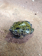 Dermatonotus muelleri