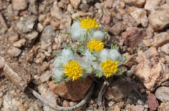 Eriophyllum pringlei
