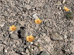 Linum berlandieri filifolium