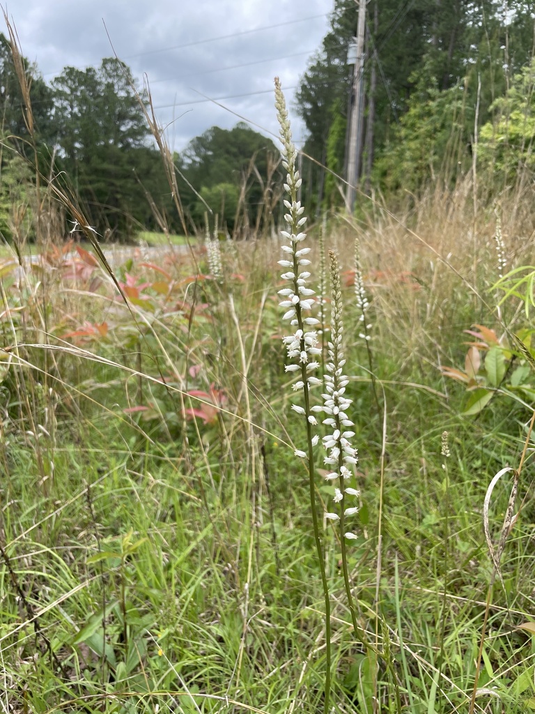 White colicroot (Aletris farinosa)