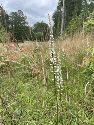 White colicroot (Aletris farinosa)