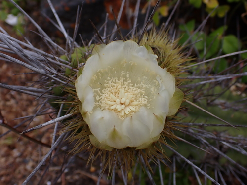 Image of Eulychnia castanea by (c) Nolan Exe, some rights reserved (CC BY)
