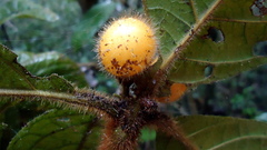 Cordia nodosa