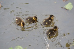 Anas platyrhynchos