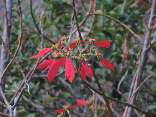 Tilmatura dupontii
