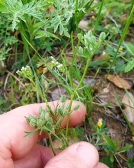 Ammoselinum popei