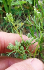 Ammoselinum popei
