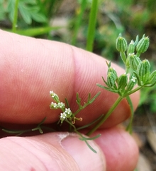 Ammoselinum popei