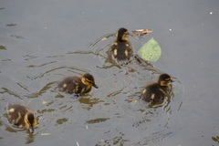 Anas platyrhynchos