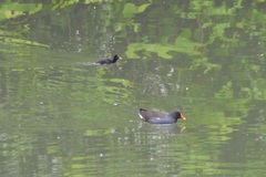 Gallinula chloropus