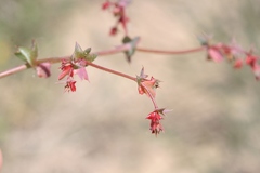 Centrostegia thurberi