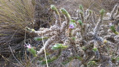 Echium italicum biebersteinii
