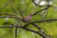 Troglodytes troglodytes