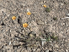 Linum berlandieri filifolium