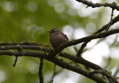 Troglodytes troglodytes