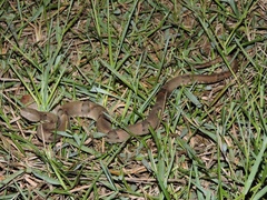 Bothrops moojeni