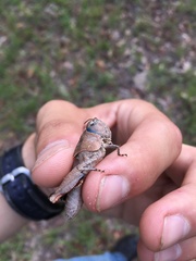 Pardalophora phoenicoptera