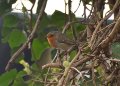 Erithacus rubecula