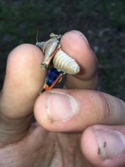 Pardalophora phoenicoptera