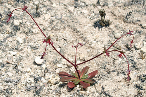 Centrostegia