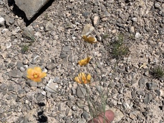 Linum berlandieri filifolium