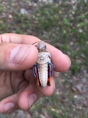 Pardalophora phoenicoptera