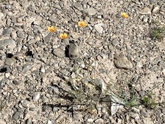 Linum berlandieri filifolium