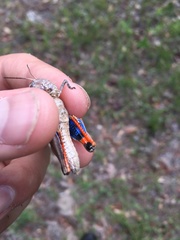 Pardalophora phoenicoptera