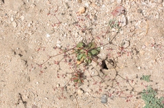 Centrostegia thurberi