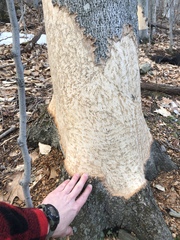 Erethizontidae
