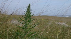 Echium italicum biebersteinii