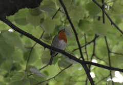 Erithacus rubecula
