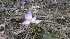 Crocus pallasii