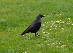 Corvus monedula