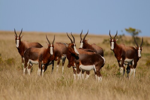 Bontebok/Blesbok, photo 9 of 10