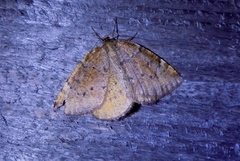 Epirranthis diversata