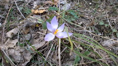 Crocus pallasii