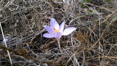 Crocus pallasii