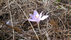 Crocus pallasii