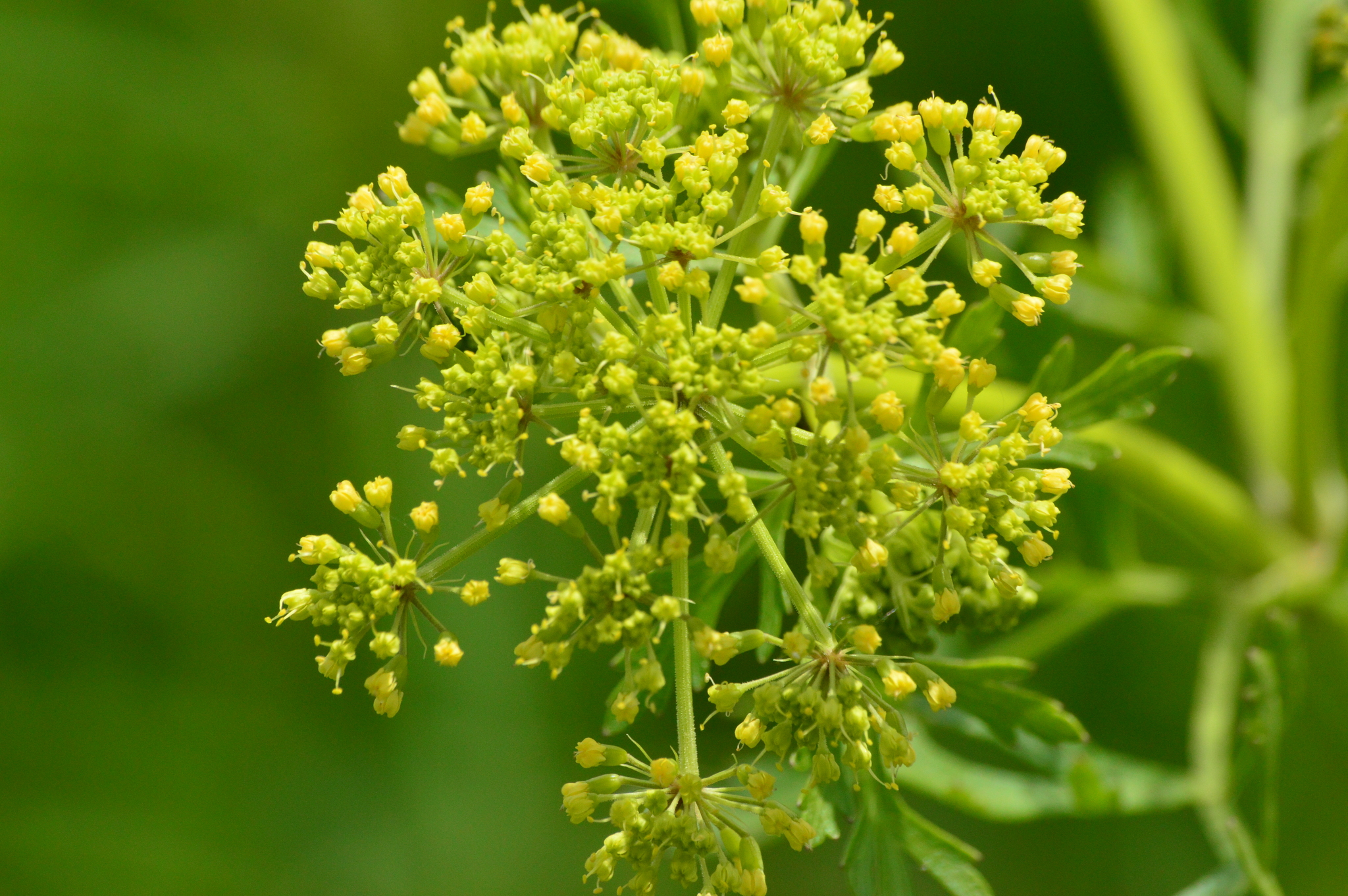 Polytaenia nuttallii