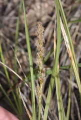 Carex alma