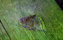 Epirranthis diversata