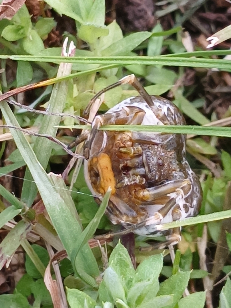 Mastophora melloleitaoi