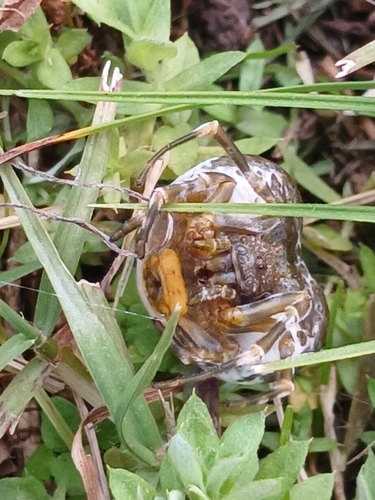 Mastophora melloleitaoi
