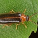 Omethes marginatus - Photo (c) skitterbug, some rights reserved (CC BY), uploaded by skitterbug