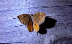 Epirranthis diversata