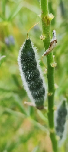 Narrow-leaved Lupine